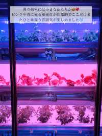 🌷入館料たったの100円!!都会にある大人の癒されスポット in 渋谷🌷