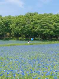 (실시간) 파란 물결 시작된 아그로랜드🌿💙