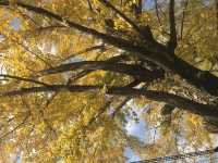 【昭和記念公園の紅葉｜東京都立川市 「秋が降ってくる。黄金のトンネルを歩く贅沢な時間」】