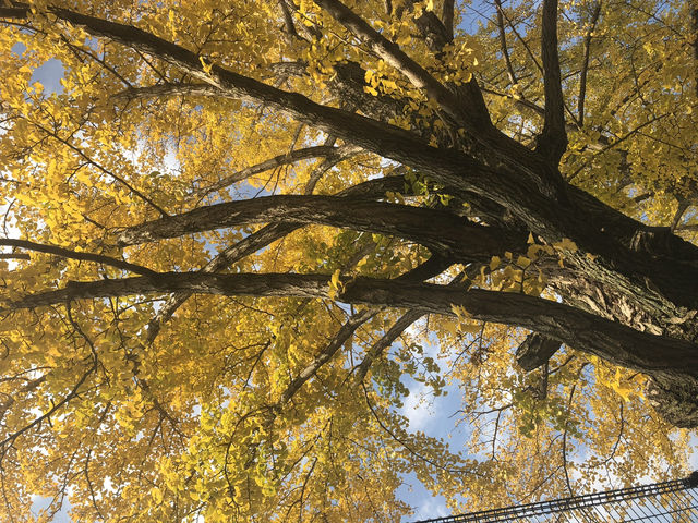 【昭和記念公園の紅葉｜東京都立川市 「秋が降ってくる。黄金のトンネルを歩く贅沢な時間」】