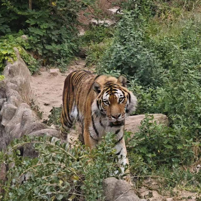 【中国/青島動物園】