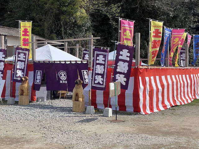 土佐犬🤍【土佐犬スタジオ】