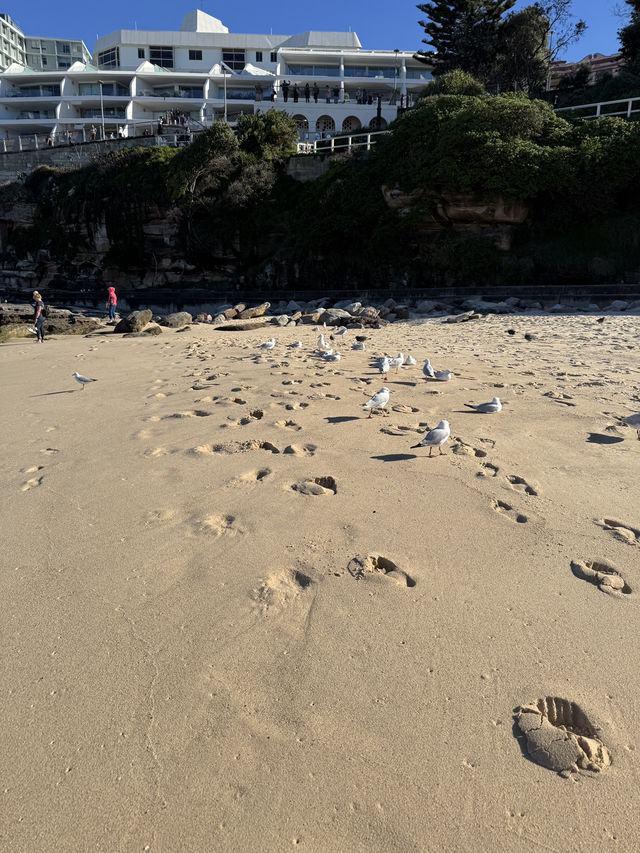 🇦🇺 這是一份詳盡的邦迪海灘遊玩攻略🌊🌊