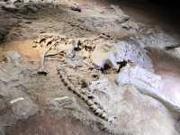 The Foundation of Dragon Bones: Gazing at the Unawakened Jurassic Beneath the Museum's Altar