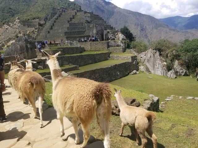 Macchu Picchu: One of the places you must visit in your lifetime