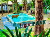 與猛獸近距離接觸的芭提雅老虎園 Tiger Park Pattaya