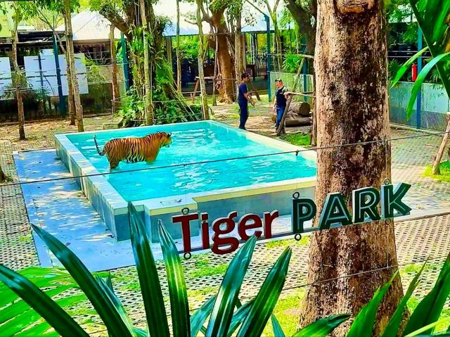 與猛獸近距離接觸的芭提雅老虎園 Tiger Park Pattaya
