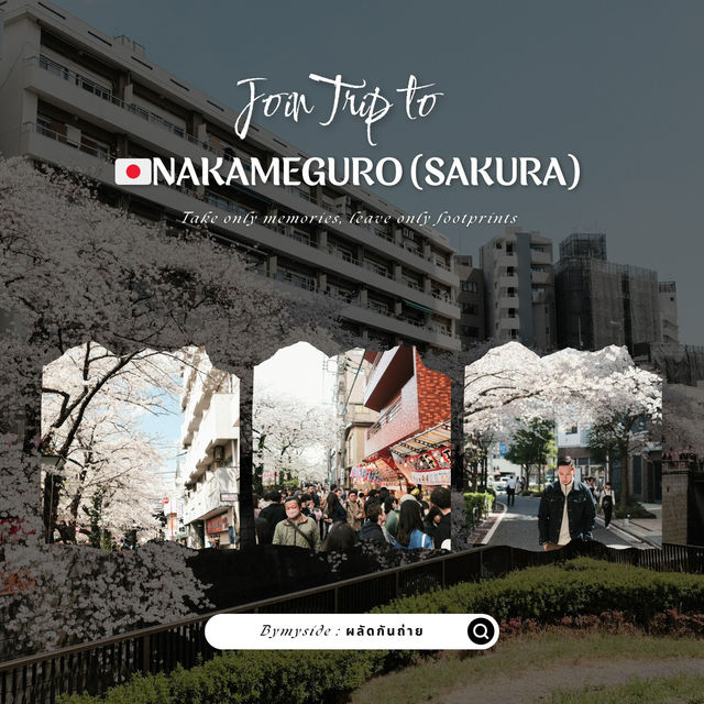 🌸 Nakameguro – ถนนริมคลองกับซากุระบานสะพรั่ง