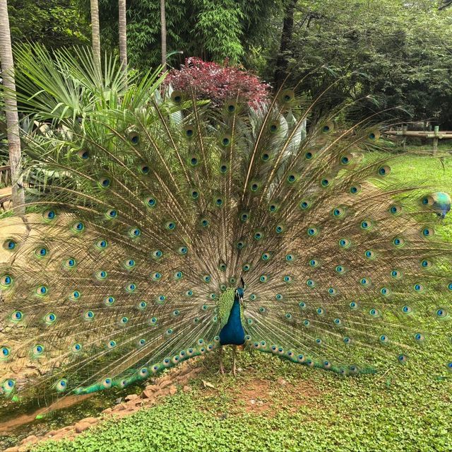 雲南昆明親子必去玩樂景點🏮昆明動物園