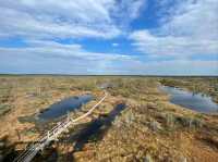 Explore Nature on Ķemeri Bog Trail