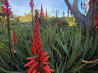 Auckland Botanic Gardens