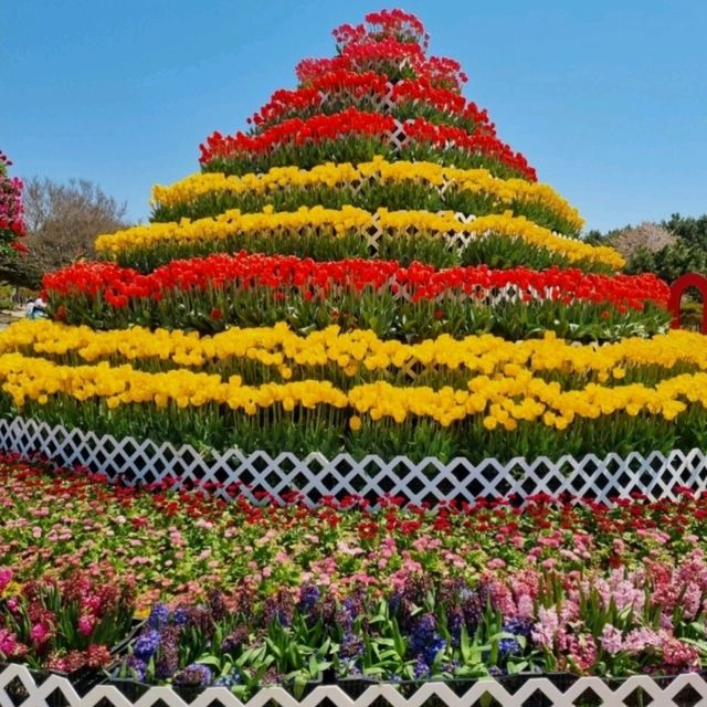 코리아플라워파크, 태안 바닷가에 핀 꽃의 향연 🌼 코리아플라워파크, 태안 바닷가에 핀 꽃의 향연 🌼