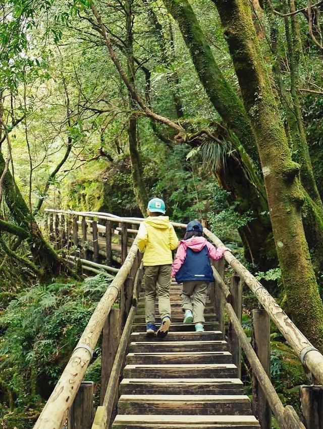 Exploring Yakushima – Where Ancient Forests Whisper Peace 🌿 