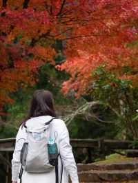 水車小屋の奥の紅葉のグラデーションが絶景