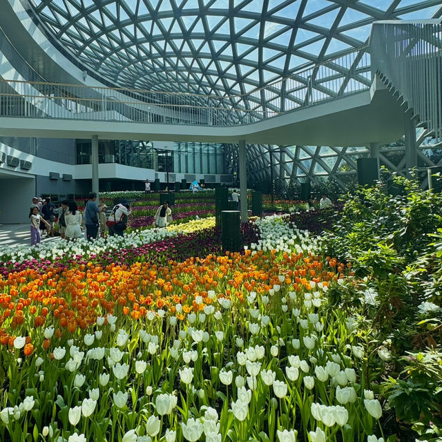 สวนดอกไม้เมืองหนาว ระยอง 🌷🤍 สวนดอกไม้เมืองหนาว ระยอง 🌷🤍