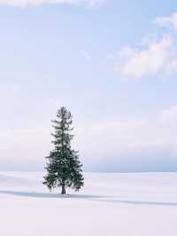 聽說札幌下雪了