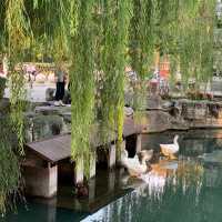 🚶‍♀️Jinan City Walk — From Springs to Old Streets