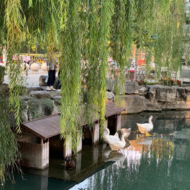 🚶‍♀️Jinan City Walk — From Springs to Old Streets