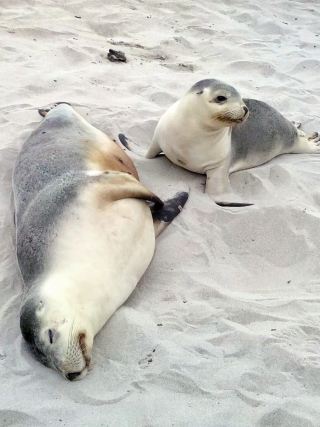Departing from Adelaide, a day trip to Kangaroo Island to meet sea lions on white sands and experience the island's gentle charm.