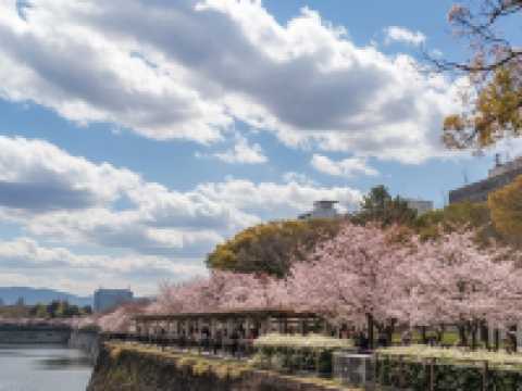 🌸大阪城櫻花｜城市中最浪漫的粉色海洋