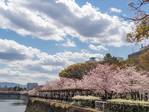 🌸大阪城櫻花｜城市中最浪漫的粉色海洋