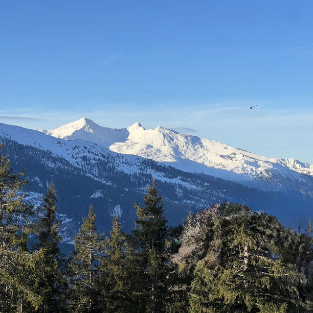 藍天下松樹雪峰觀景路線
