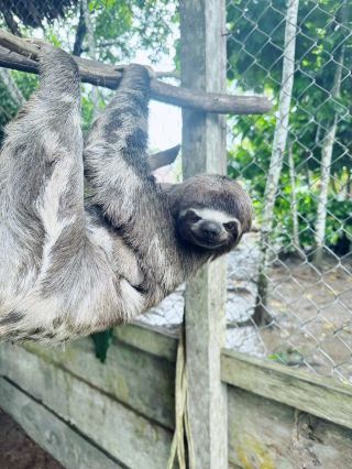 [Peru] Let's Explore the Amazon from Iquitos!