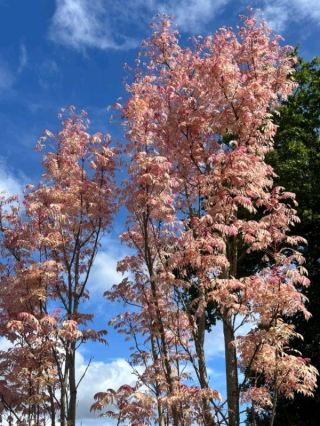 ウィズリー・ガーデン — ピンクの花々が春を静かなる祝福へと変える場所。