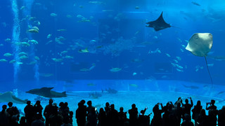 沖繩🇯🇵 美麗海水族館和萬座毛