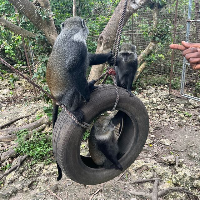 Ethical zoo in 🇹🇿 