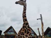 West Midland Safari Park 🇬🇧