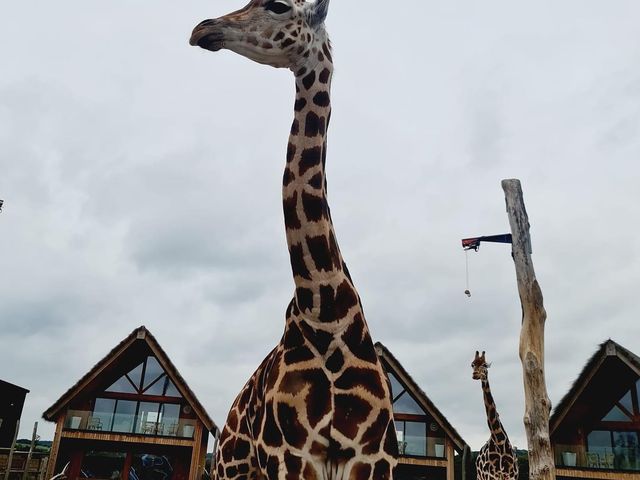 West Midland Safari Park 🇬🇧