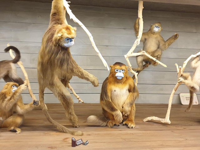 Shanghai Natural History Museum🗺️