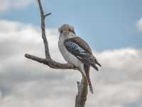 Teddys Lookout, Lorne - Great Ocean Road 