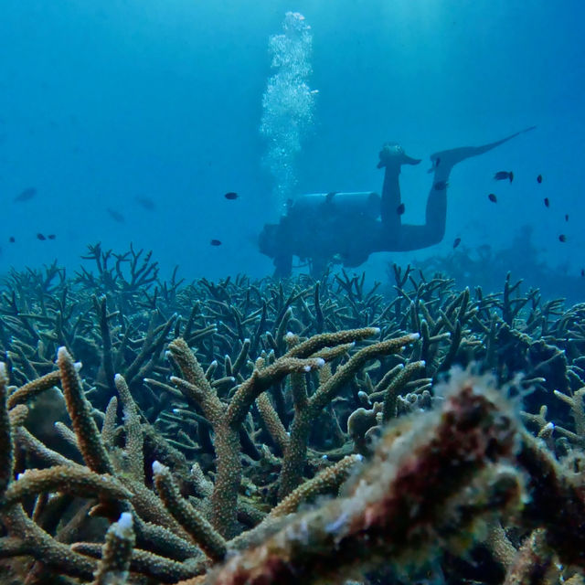 Calypso Diving Koh Tao
