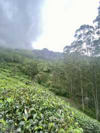 A Journey Through Tea History
