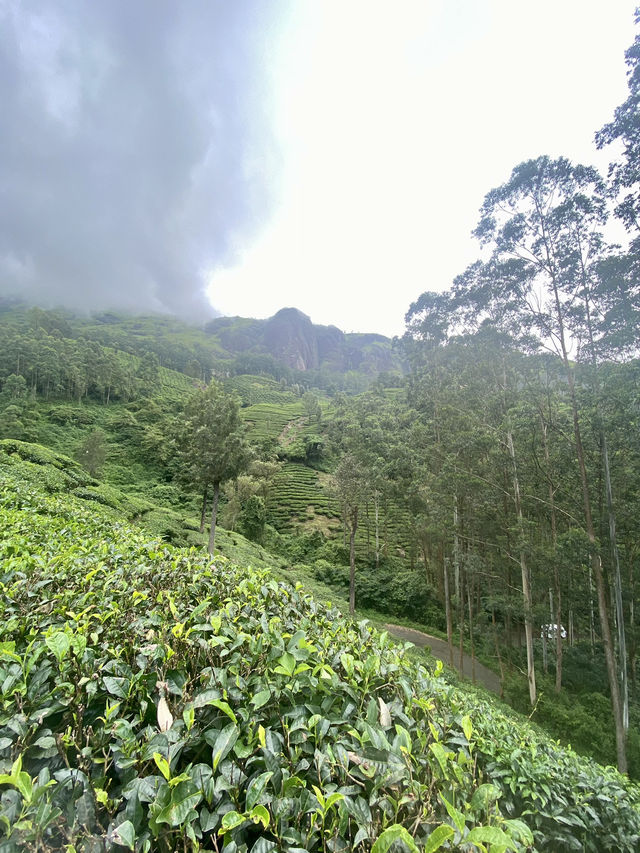 A Journey Through Tea History