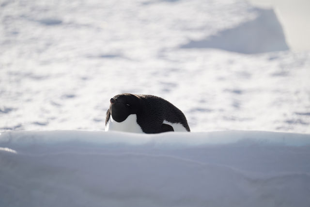 🇦🇶 Day 5-8: FINALLY REACHED ANTARCTICA