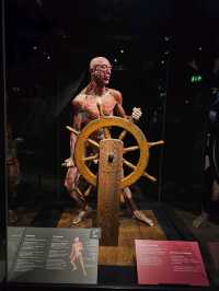 Exploring the Human Body at Body Worlds Amsterdam