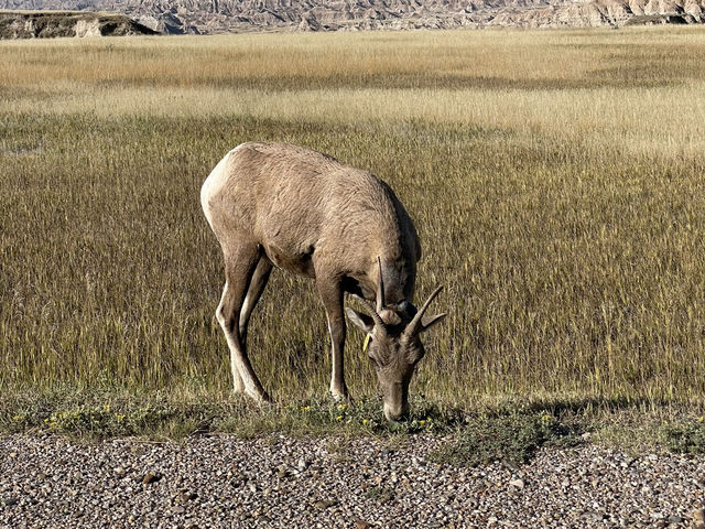 🌄 Badlands National Park – Nature’s Ultimate Adventure Park! 🎢 
