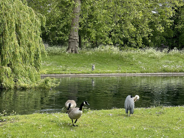 🌳 A Perfect Escape in Regent’s Park: London’s Green Oasis 🌿✨