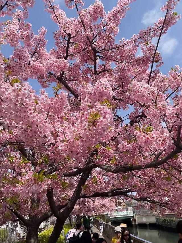 Under the spring Sakura tree 