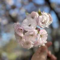 Spring into Bloom