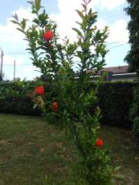 Flowers of Val Pellice (Turin)