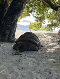 🏖️ Slow travel on La Digue island