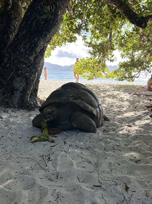 🏖️ Slow travel on La Digue island