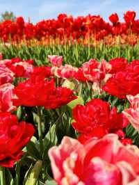 🌷 Hampton Court Palace in Bloom – The Best Time to Visit! 👑