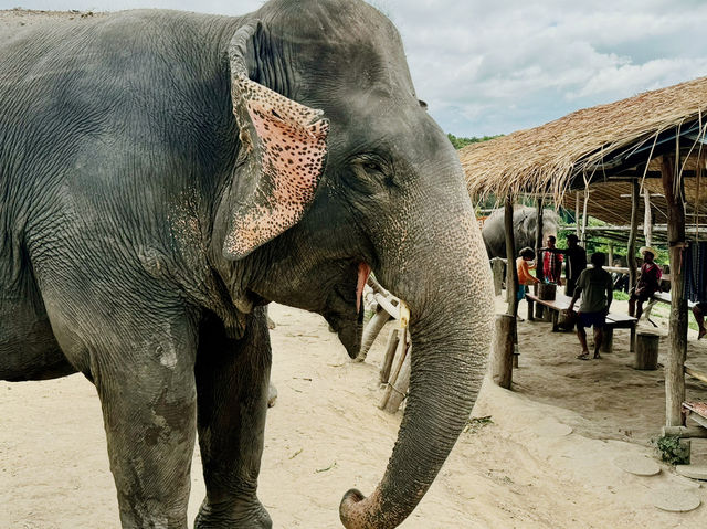 🐘 Morning Trumpets & Mud Baths – Life at Chai Lai Orchid 🌿