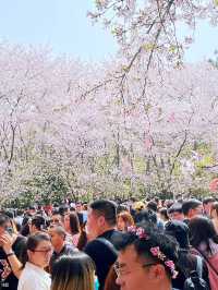 Wuxi’s Cherry Blossom Forest – What a Find!!