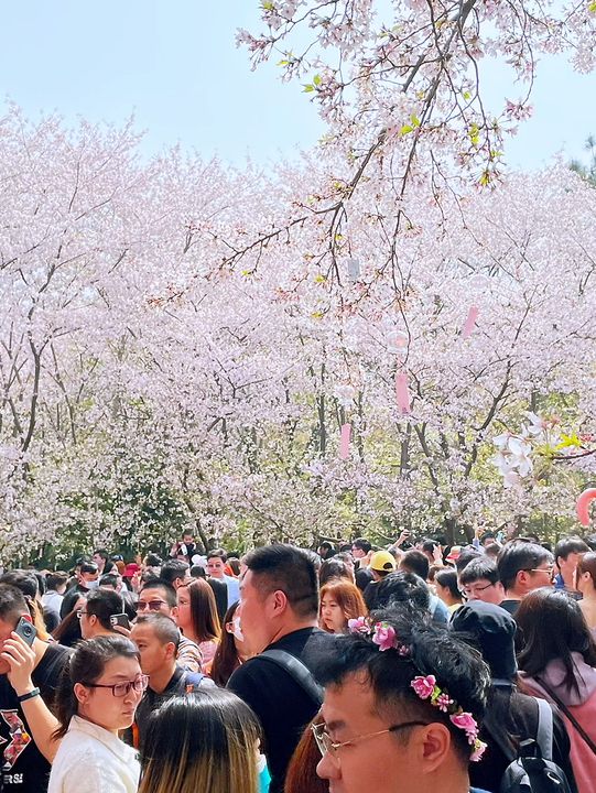 Wuxi’s Cherry Blossom Forest – What a Find!!